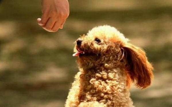 养泰迪狗一个月要花多少钱