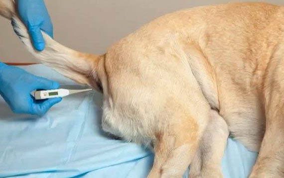 狗狗怀孕50天没肚子是什么情况