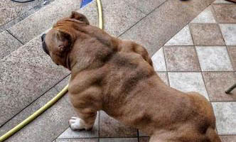 狗狗得狂犬病的症状有哪些