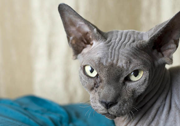 斯芬克斯猫智商可以达到人类的多少