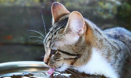猫可以进行近亲繁殖么