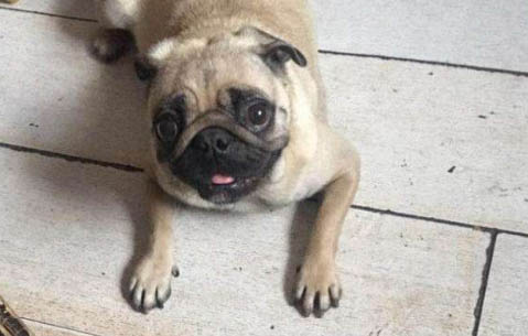 腿长的巴哥犬是不是纯种巴哥