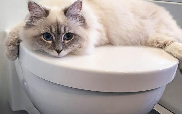 小猫爱睡觉正常吗?