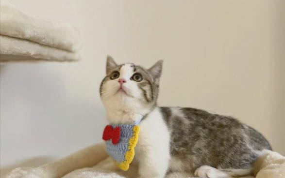 猫胡子太长了能剪吗