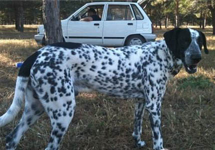 犬瘟病毒可以在家里存活多久