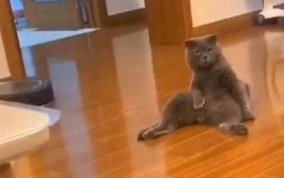 请问猫咪呕吐的原因及处理方法?