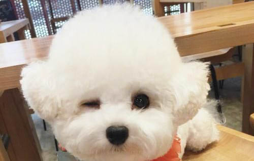 狗脑炎死亡时有哪些症状