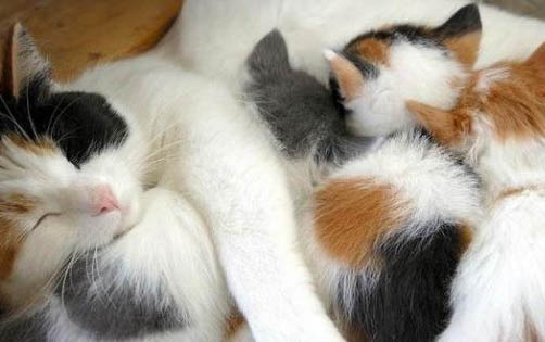 请问猫咪呕吐的原因及处理方法?