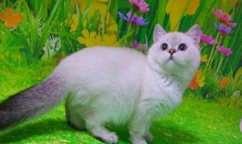 猫咪感冒会传染给人吗?