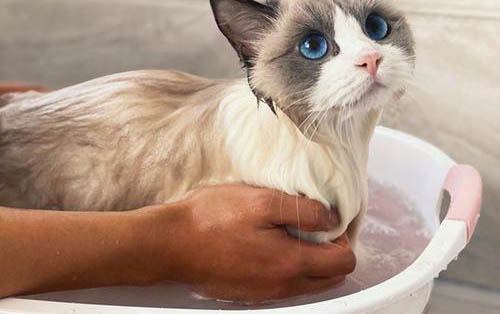 猫宫缩无力的表现是什么
