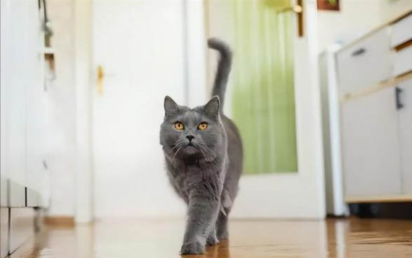 猫咪屁股上有黑下巴一样的渣渣是不是猫癣?