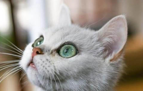 猫咪感冒症状猫咪感冒几天能好