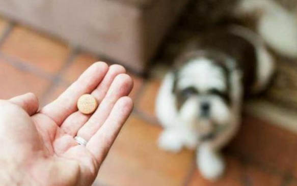 狗狗可以吃猪骨头吗
