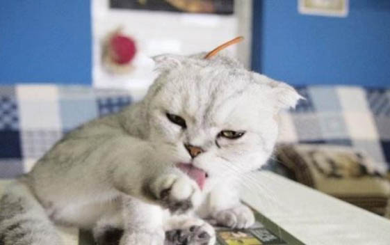 小猫多大可以吃猫粮?