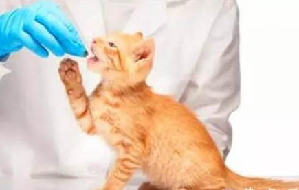 四个月的猫吃多少罐头