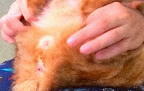 猫咪怀孕需要注意什么