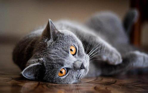 被猫抓伤了怎么办?