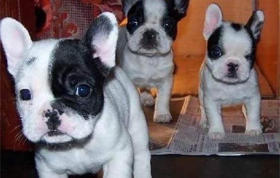 法国斗牛犬多久洗一次澡?
