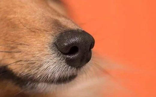 狗狗感冒跟犬瘟的区别