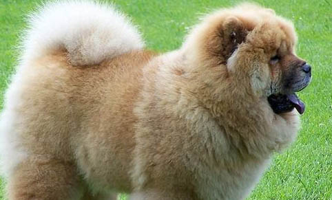 狗狗买来几天算度过安全期