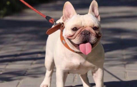 法斗犬服从性怎么样啊