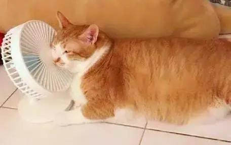 猫咪怎么会得耳螨