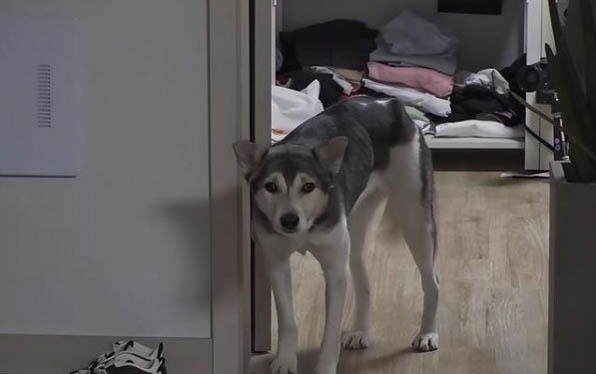 狗狗泪痕形成的原因