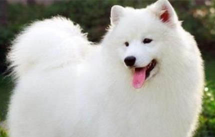 萨摩耶幼犬怎么养最好