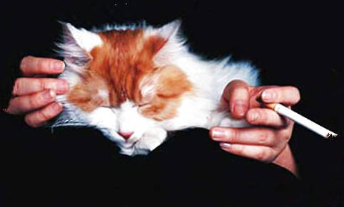 猫咪的寿命一年相当于人多少岁