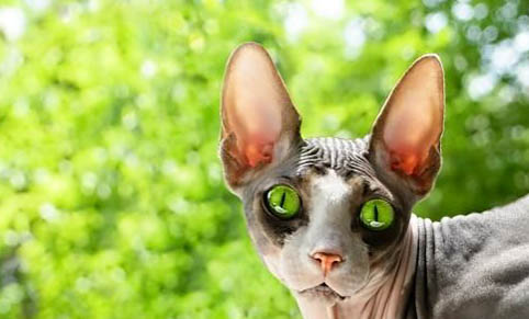 猫咪爱流眼泪是怎么回事