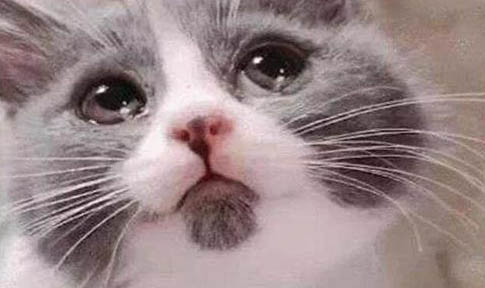 猫咪呕吐后可以吃东西吗