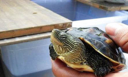 珍珠龟可以深水养吗