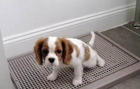 所有狗狗都有狂犬病吗