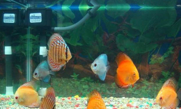 养殖七彩神仙鱼要保持水温多少度合适