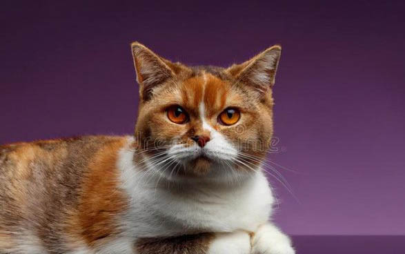 刚出生的小猫流黄屎怎么办