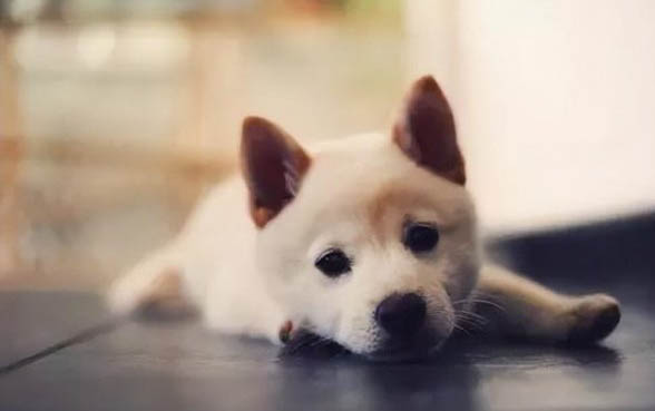 怎么治疗狗感冒哮喘