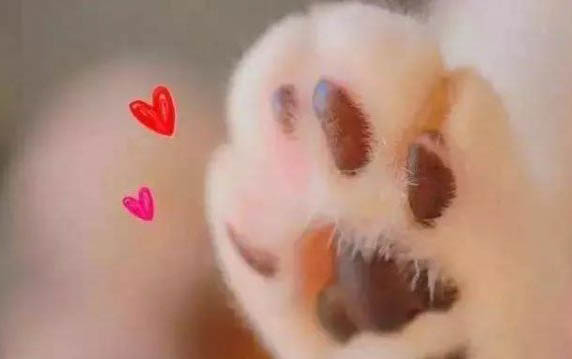 狗狗多大可以进行驱虫
