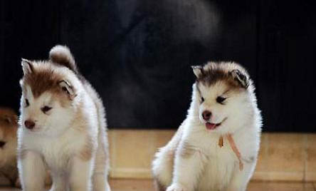 阿拉斯加雪橇犬幼犬怎么养