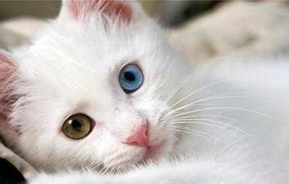 猫咪可以吃一点奶油吗