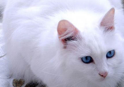 山东狮子猫得了猫癣