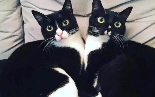 猫咪驱虫可以体内外一起驱虫吗