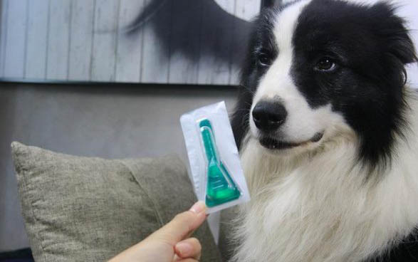 狗狗得了狂犬病会有哪些症状