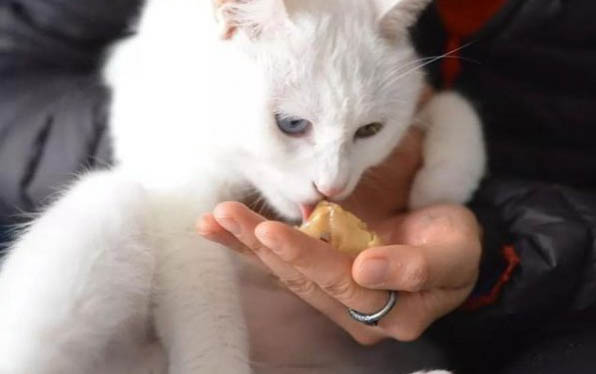狗狗乳腺增生