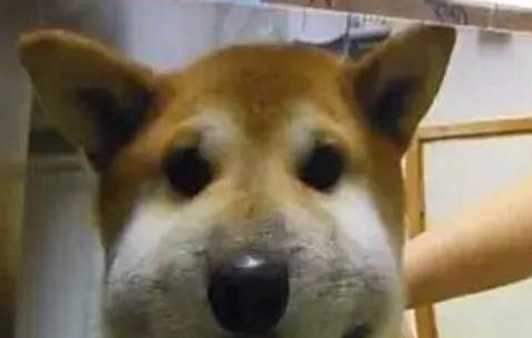 棉花面纱犬哪里有卖