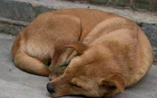 狗狗感冒流鼻涕会死吗