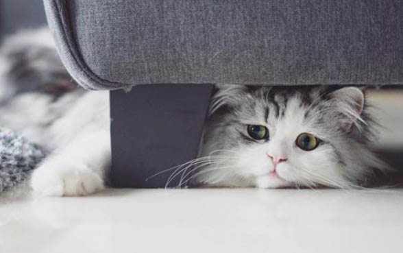 猫咪得猫藓多久能好