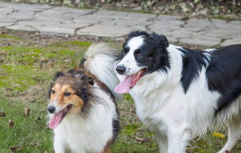 苏牧犬和喜乐蒂的差别