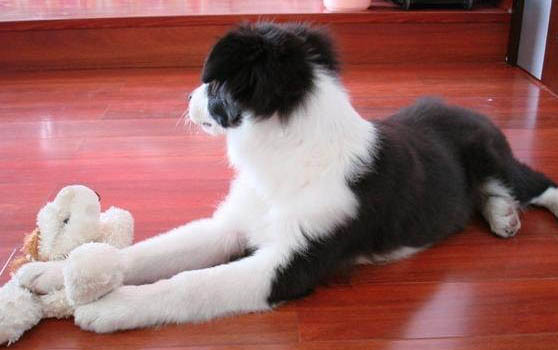 世界十大牧羊犬排名