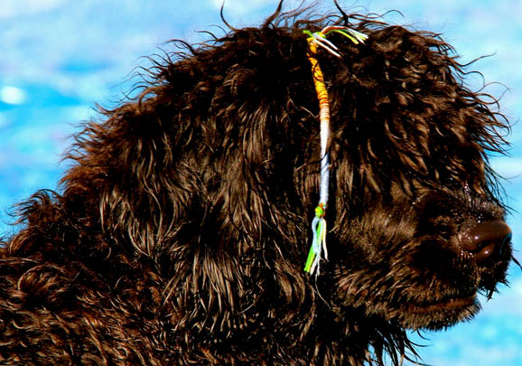 葡萄牙水犬为什么不爱吃东西?如何处理?