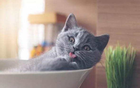 猫咪可以吃西瓜皮吗？
